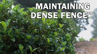 Maintaining Dense Fence™ Viburnum