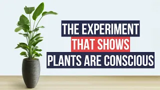 The Experiment That Shows Plants Are Conscious