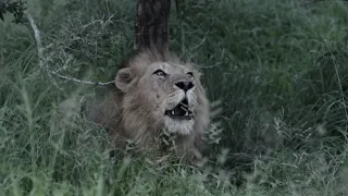 Lion Roar, Avoca Male, Sabi Sands, Toulon, Kirkmans Kamp