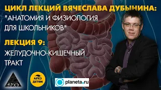 Вячеслав Дубынин: "Желудочно-кишечный тракт" (Лекция 9)