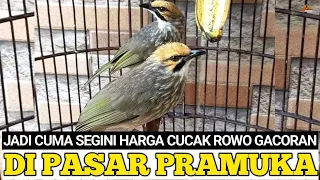 MENGENASKAN ! HARGA BURUNG CUCAK ROWO GACORAN SUDAH TAK SE MAHAL DULU DI PASAR PRAMUKA !