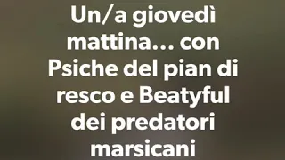 Psiche del pian di resco e Beatyful dei predatori marsicani