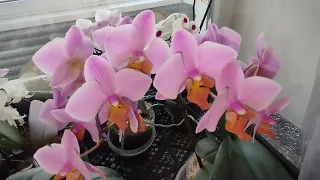 трошки нацвіло😍красуні орхідеї