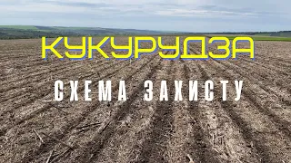 Схема захисту кукурудзи.від бур'янів