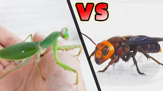 Praying Mantis VS Asian Giant Hornet, See who is stronger?