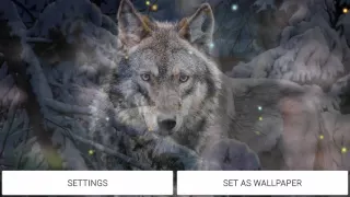 Wild Wolf HD live wallpaper