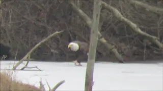 eagle walks like chicken