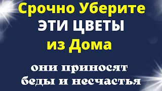 НАВСЕГДА УБЕРИТЕ эти ЦВЕТЫ из Дома - они приносят беды и несчастья.