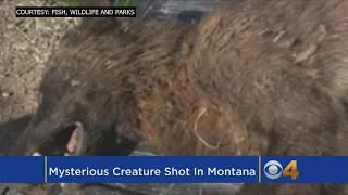 Mysterious Furry Creature Shot In Montana, Puzzling Wildlife Experts