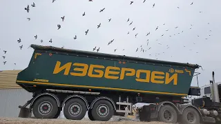 Выгрузка ячменя на элеваторе | Unloading barley at the elevator