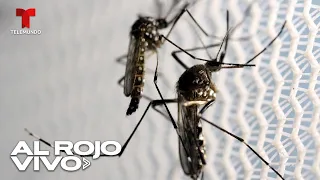 Liberarán mosquitos genéticamente modificados para reducir especies peligrosas en Florida