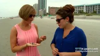 Shark Tooth Hunting Tips From Myrtle Beach, South Carolina