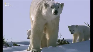 Королевство Белых Медведей часть 2 Мир дикой природы.