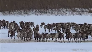 Олени идут домой