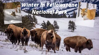 WILDLIFE PHOTOGRAPHY -  Winter in Yellowstone. Photographing FOXES, OTTERS, COYOTES, BISON and more