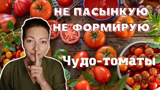 🍅ЭТИ ТОМАТЫ РАСТУТ БЕЗ ХЛОПОТ ❗какие ТОМАТЫ больше не посажу