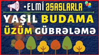 🍇 Üzüm becerilmesi - üzümüm gübreleme qaydası | yaşıl budama | yeşil budama | budama| #elmiəsaslarla