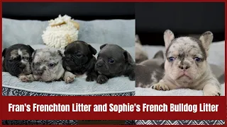 Fran's Litter and Sophie's Litter | French Bulldogs and Frenchtons!