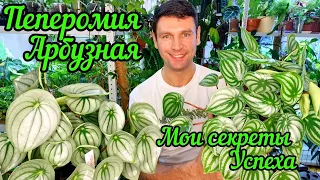 Пеперомия Арбузная / Мои секреты успеха / Как вырастить из листика