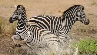 Watch Beautiful Zebra Friendship With Humans Animal Sphere