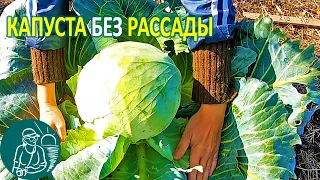 🌿 Growing Cabbage without Seedlings in the Open Field According to Gordeev’s Technology