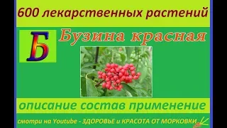 бузина красная 600 лекарственных растений