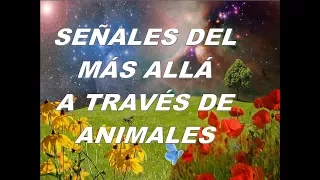 SEÑALES DEL MÁS ALLÁ A TRAVÉS DE ANIMALES. Ángeles, Mensajes, Amor