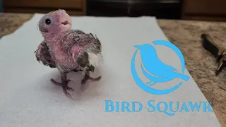 Baby Cockatiel with Spraddle Leg / Splay leg!  Can we fix it!?