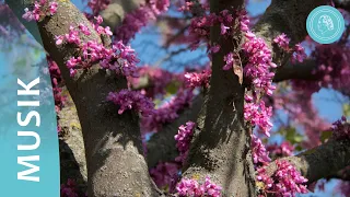 Erfreue dich Himmel, erfreue dich Erde! – Freudenvolle Blütezeit in Musik und Naturbildern