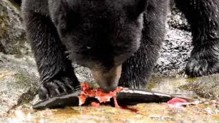 Mother Black Bear Eating a Freshly Caught Coho Salmon