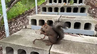 エゾリスさん達　猛暑の間　どう過ごされているのでしょう🤔