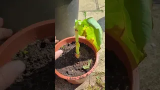 Rescuing a Banana Tree! #shorts #bananatree #trees #plants #growing #rescue #savetheworld #herbs