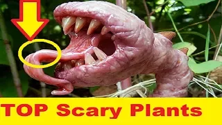 TOP 7 Strange and  Scary Plants You Never Knew Existed