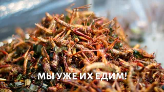 Еда из насекомых. Вопросы выживания