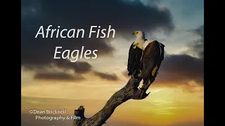 Photographing & Filming African fish eagles  Lake Naivasha Kenya