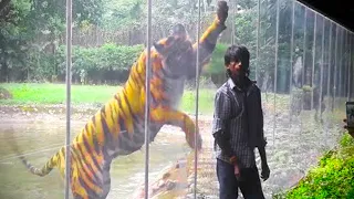 When Dangerous Animals Don't Know What Glass Is