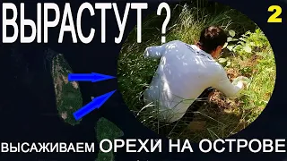 Орехи на острове. Прошёл год. Высаживаем ещё 5 грецких орехов на необитаемом острове 260820