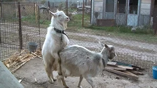 Случка коз. Как покрыть козу. Mating goat.