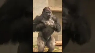 Gorilla beating chest sound #shorts#gorilla