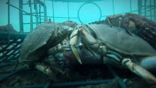 Crab Catch, Clean & Cook - UNDERWATER gopro footage