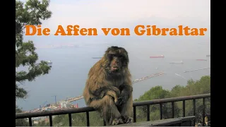 Die Affen von Gibraltar