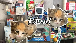 HUGE KITTEN HAUL!