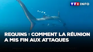 Requins : comment la Réunion a mis fin aux attaques