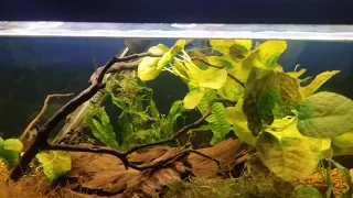 Aquarium oil Film Removal