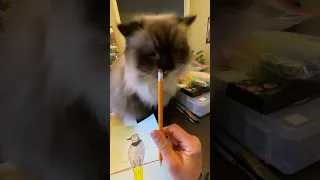 Put that pencil down and pet me! Cute kitty.