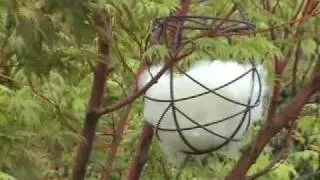 Blue tit nest building with wool