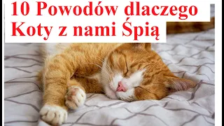 10 Powodów dlaczego Koty z nami Śpią