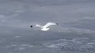 Awesome Video Seagull Catching Fish