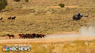 Wild horses die in Nevada roundup