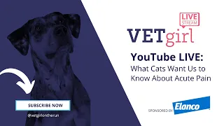 April 13, 2023: YouTube LIVE: What Cats Want Us to Know About Acute Pain